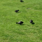 Ducks on the 13th at Heritage Golf & Country Club St Johns Course